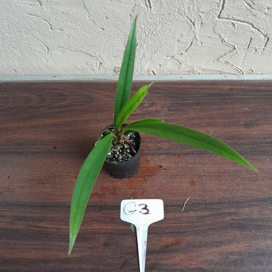 #G3 Anthurium Bakeri - Narrow Form