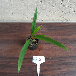 #G3 Anthurium Bakeri - Narrow Form