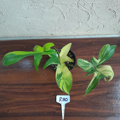 #R80 Philodendron Florida Beauty