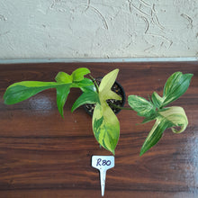 Load image into Gallery viewer, #R80 Philodendron Florida Beauty