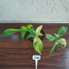 Load image into Gallery viewer, #R80 Philodendron Florida Beauty