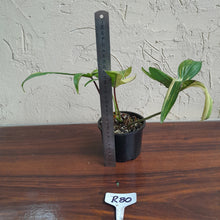 Load image into Gallery viewer, #R80 Philodendron Florida Beauty