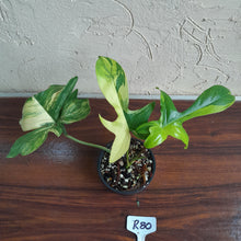 Load image into Gallery viewer, #R80 Philodendron Florida Beauty