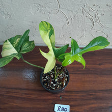 Load image into Gallery viewer, #R80 Philodendron Florida Beauty