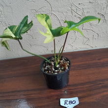 Load image into Gallery viewer, #R80 Philodendron Florida Beauty