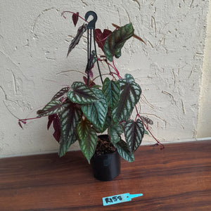 #R158 Cissus Discolor