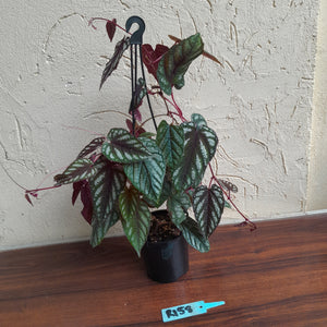 #R158 Cissus Discolor