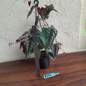 #R158 Cissus Discolor