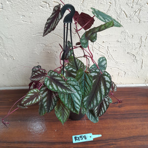 #R158 Cissus Discolor