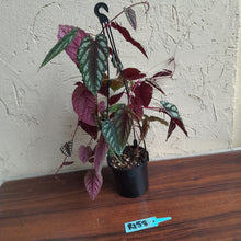 Load image into Gallery viewer, #R158 Cissus Discolor