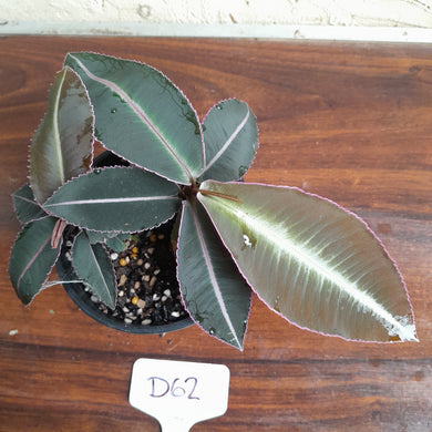 #D62 Two x Labisia Pumila