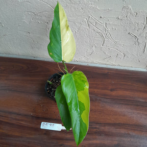 #R538 Variegated Philodendron Domesticum