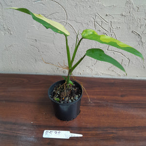 #R538 Variegated Philodendron Domesticum