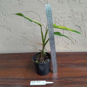 #R538 Variegated Philodendron Domesticum