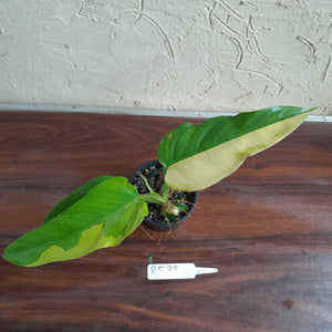 #R538 Variegated Philodendron Domesticum