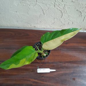 #R538 Variegated Philodendron Domesticum