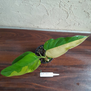 #R538 Variegated Philodendron Domesticum