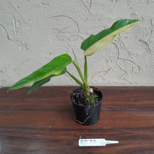 Load image into Gallery viewer, #R538 Variegated Philodendron Domesticum