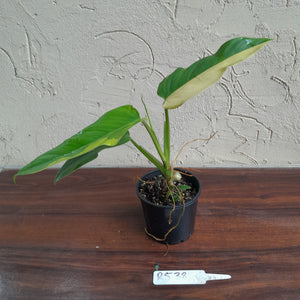 #R538 Variegated Philodendron Domesticum