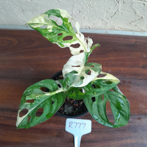 #R777 Two x Headed Variegated Monstera Adansonii
