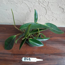 Load image into Gallery viewer, #R48 Peperomia Maculosa