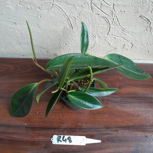 #R48 Peperomia Maculosa