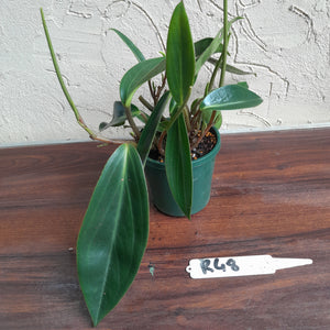 #R48 Peperomia Maculosa