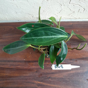 #R48 Peperomia Maculosa