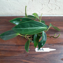 Load image into Gallery viewer, #R48 Peperomia Maculosa