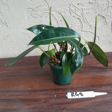 Load image into Gallery viewer, #R48 Peperomia Maculosa