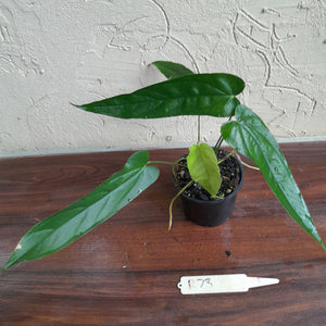 #D73 Anthurium Bullatus/Pandurilaminum