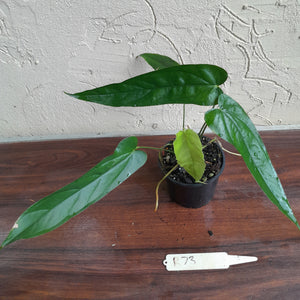 #D73 Anthurium Bullatus/Pandurilaminum