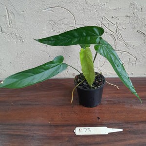 #D73 Anthurium Bullatus/Pandurilaminum