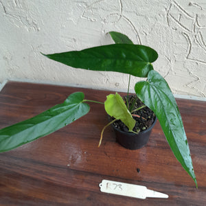 #D73 Anthurium Bullatus/Pandurilaminum