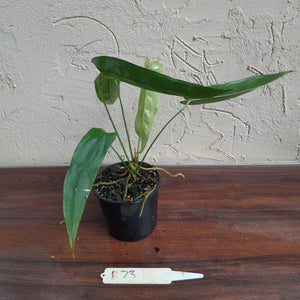 #D73 Anthurium Bullatus/Pandurilaminum