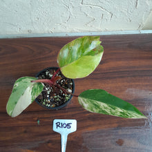 Load image into Gallery viewer, #R105 Philodendron Strawberry Shake