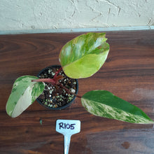 Load image into Gallery viewer, #R105 Philodendron Strawberry Shake