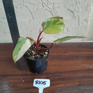 #R105 Philodendron Strawberry Shake