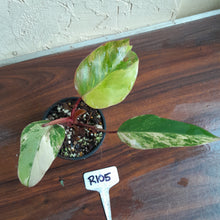 Load image into Gallery viewer, #R105 Philodendron Strawberry Shake