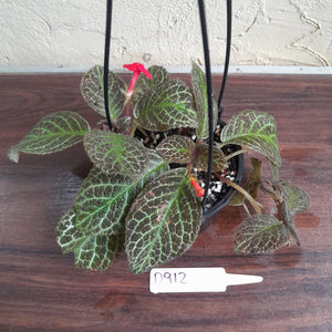 #D912 Episcia 'Teddy bear'