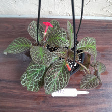 Load image into Gallery viewer, #D912 Episcia &#39;Teddy bear&#39;