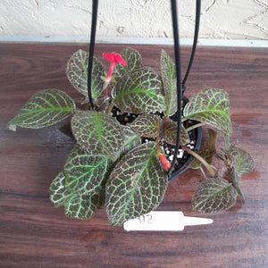 #D912 Episcia 'Teddy bear'