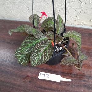 #D912 Episcia 'Teddy bear'