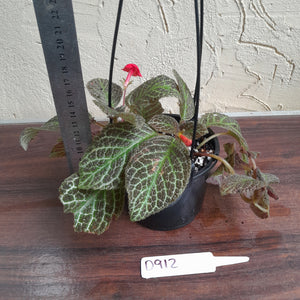 #D912 Episcia 'Teddy bear'