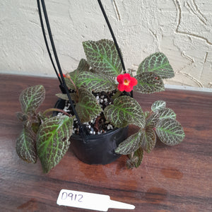 #D912 Episcia 'Teddy bear'