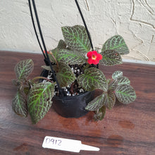 Load image into Gallery viewer, #D912 Episcia &#39;Teddy bear&#39;