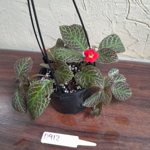 #D912 Episcia 'Teddy bear'