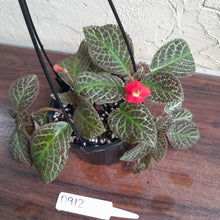 Load image into Gallery viewer, #D912 Episcia &#39;Teddy bear&#39;