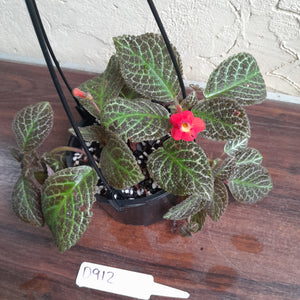 #D912 Episcia 'Teddy bear'