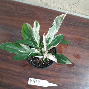 #R482 Spathiphyllum 'Monet'